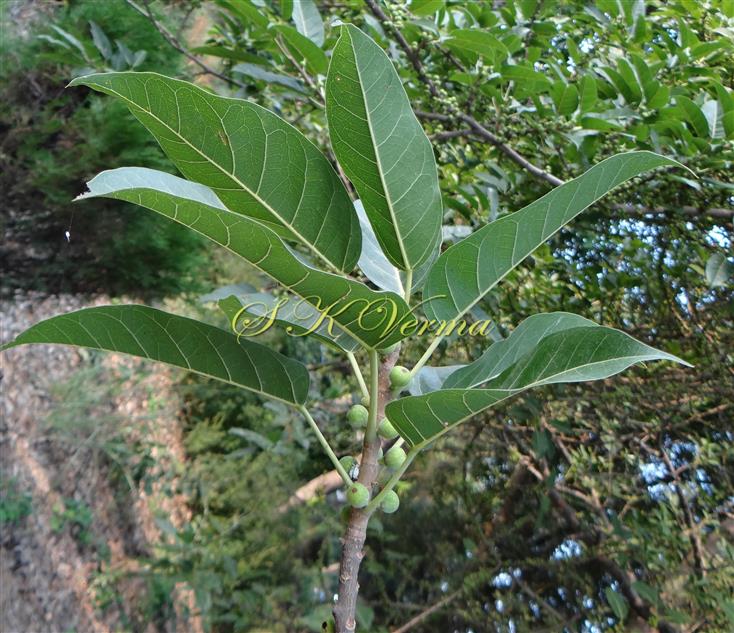  Axillary Hypanthodia on leafy branches